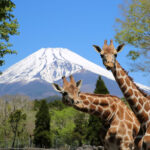 キリンと富士山